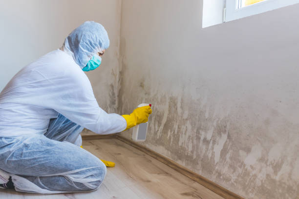 Professional mold removal team in Antioch